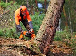 Solvang, CA Tree Services Company