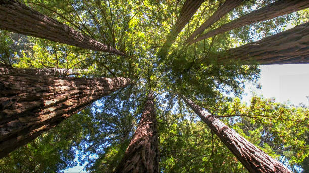 How Our Tree Care Process Works  in  Solvang, CA